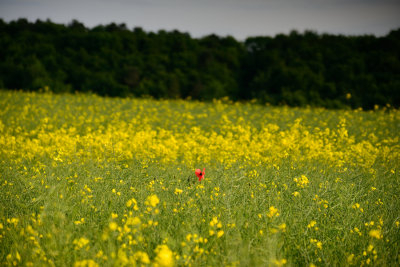 Solitary  13_d800_1168