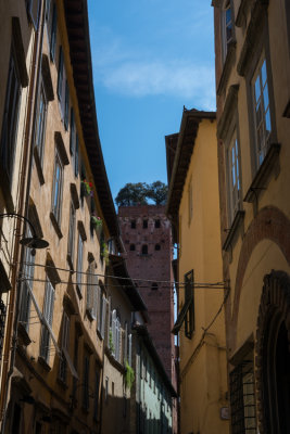 Tower of Guinigis, Lucca  14_d800_0752