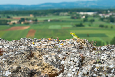 Lizard view from Monteriggioni  14_d800_1992 