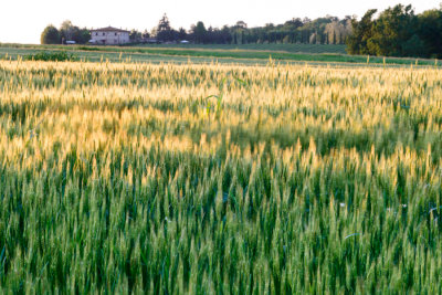 Swaying corn near Monteriggioni  14_d800_2132 