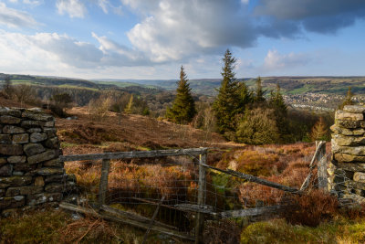 Strykes Wood  15_d800_0047