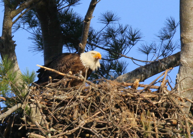 Bald Eagle, adult in nest feeding chick