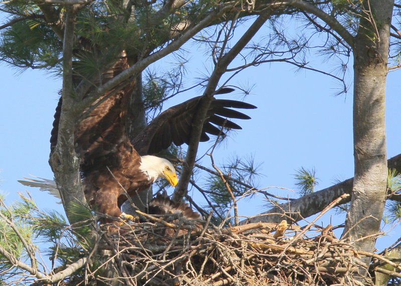 Bald Eagle, adult arriving with next meal for chick