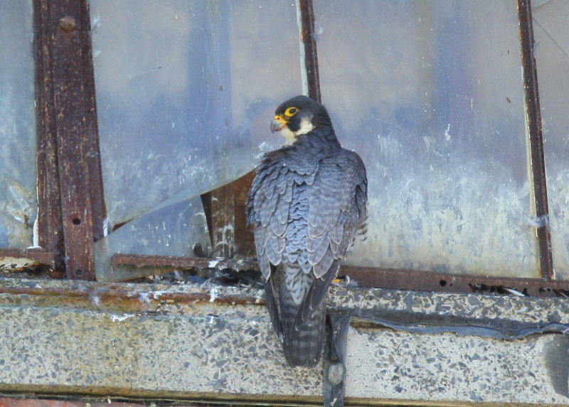 Peregrine adult, female guarding the nest 