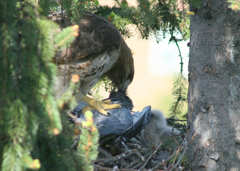 Red-tailed Hawk, female mantling pigeon and feeding chick