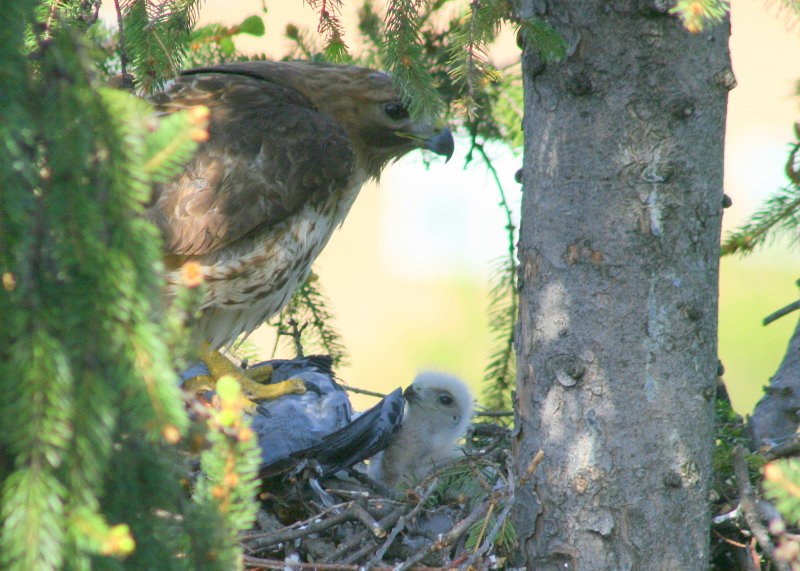 Red-tailed Hawk, female with chick