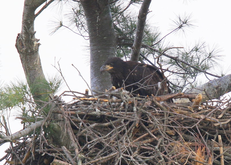 Bald Eagle chick in nest alone
