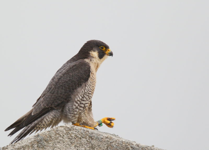 Peregine, adult female under overcast skies; V/5 green left leg band