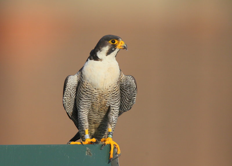 Peregrine adult male, 6/4 leg band