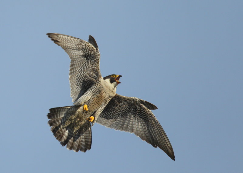 Peregrine Falcon, adult female landing