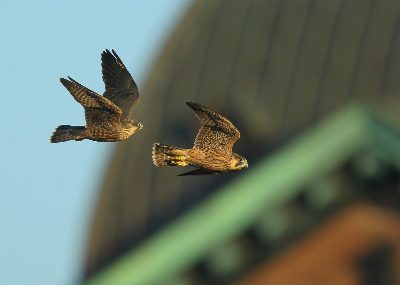 Peregrine fledlings first flight days