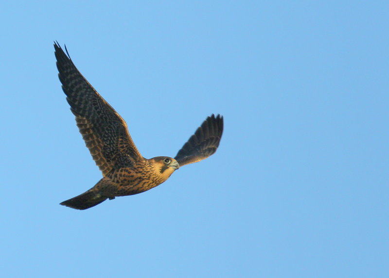 Peregrine fledling first flight days