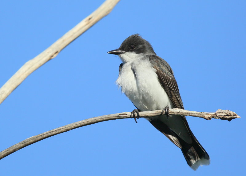 Eastern Kingbird, male