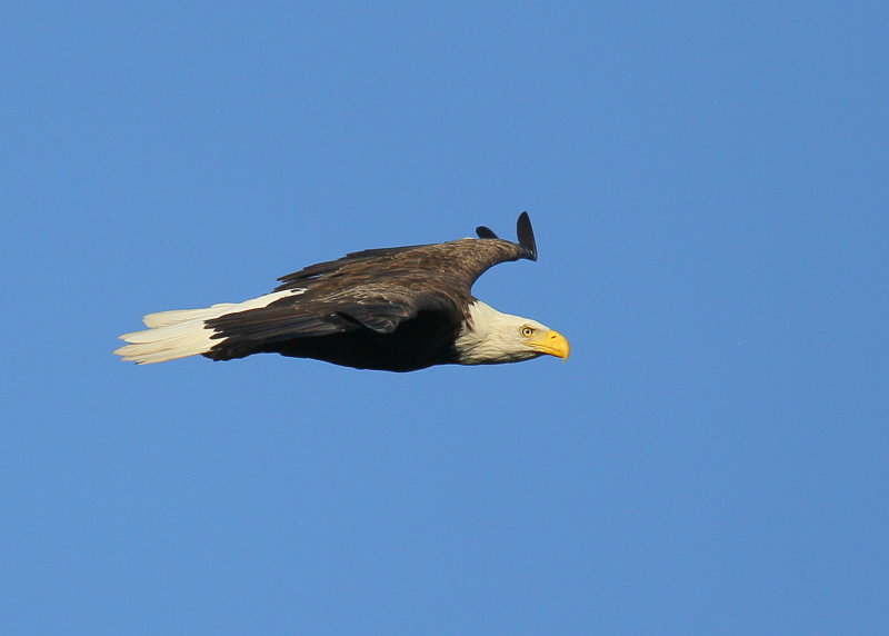 Bald Eagle adult in flight mode around nest