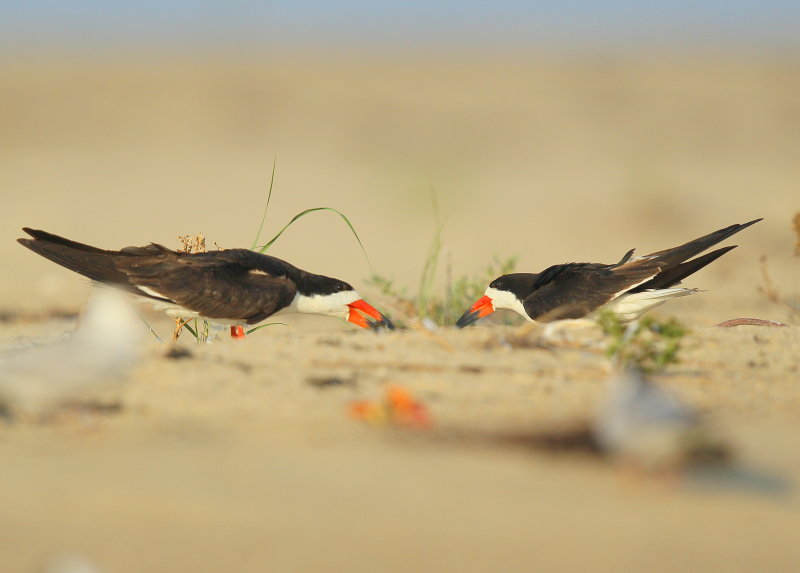 Black Skimmers, food exchange