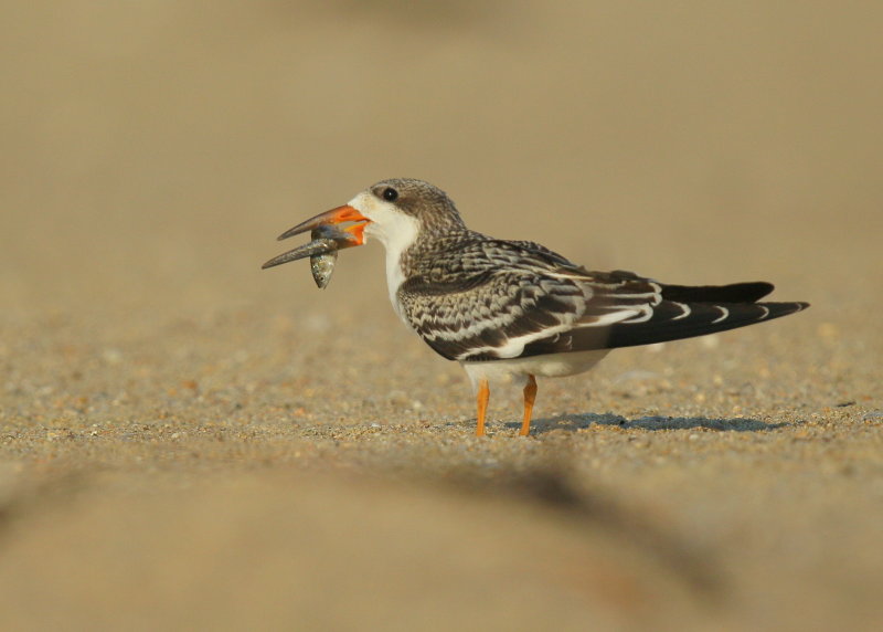 Black Skimmer juvenile