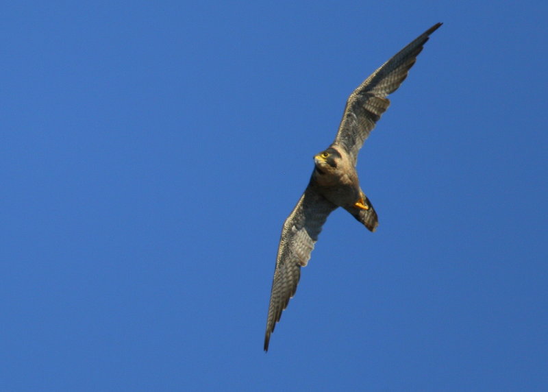 Peregrine Falcon, adult female, banking turn 