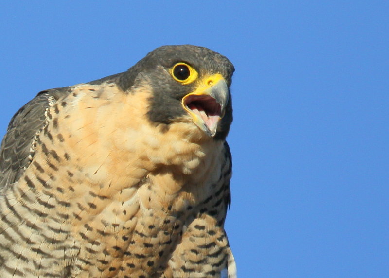 Peregrine Falcon, adult female squawking