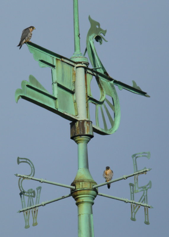 Peregrine Falcon pair perched on weathervane!