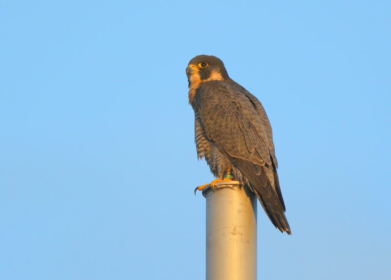 Peregrine Falcon, female (leg band V/5)