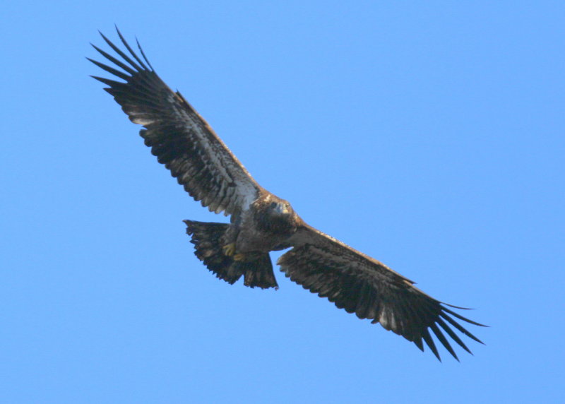 Bald Eagle, first year juvenile