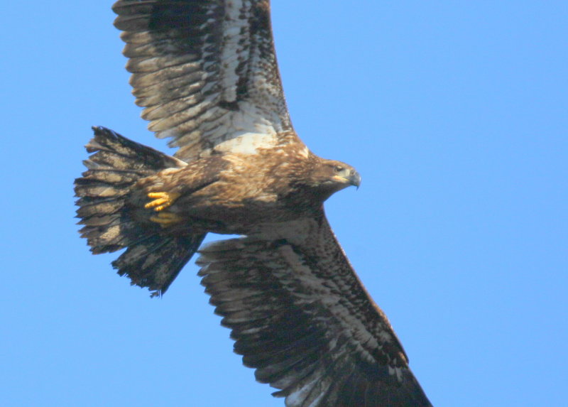 Bald Eagle, first year juvenile