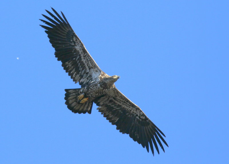 Bald Eagle, subadult, II (orange left leg band!)