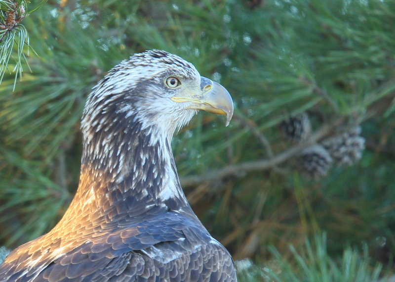 Bald Eagle, subadult, 3rd year