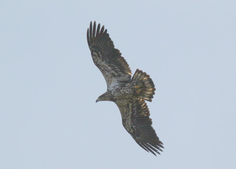 Bald Eagle, subadult, II