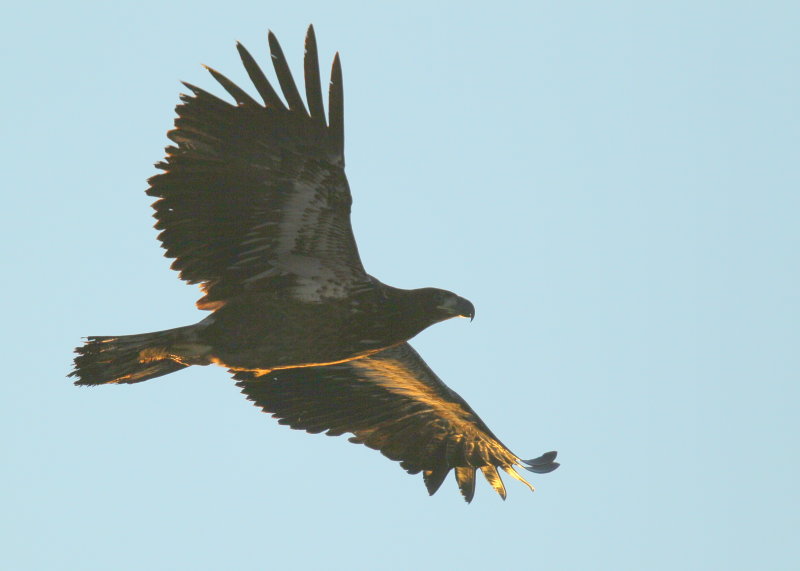 Bald Eagle, first year juvenile