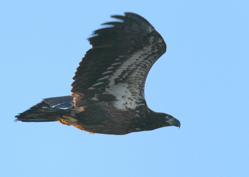 Bald Eagle, first year juvenile