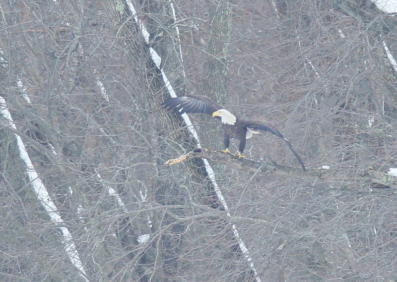 Bald Eagle adult