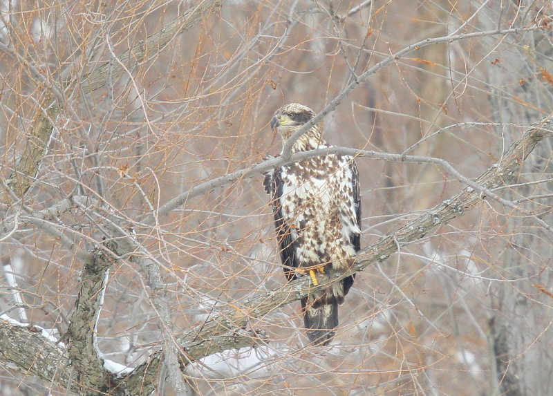 Bald Eagle, subadult, II 