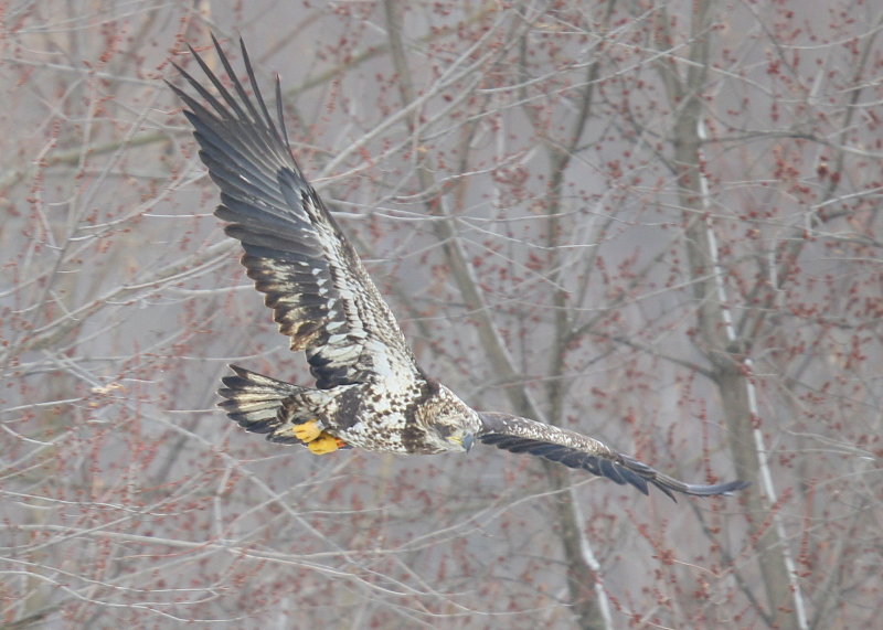 Bald Eagle, subadult, II (orange left leg band!)