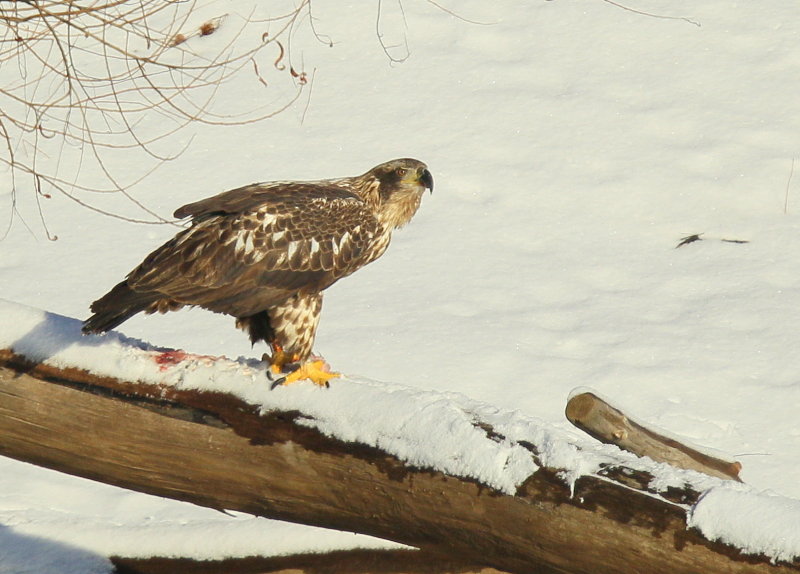 Bald Eagle, subadult