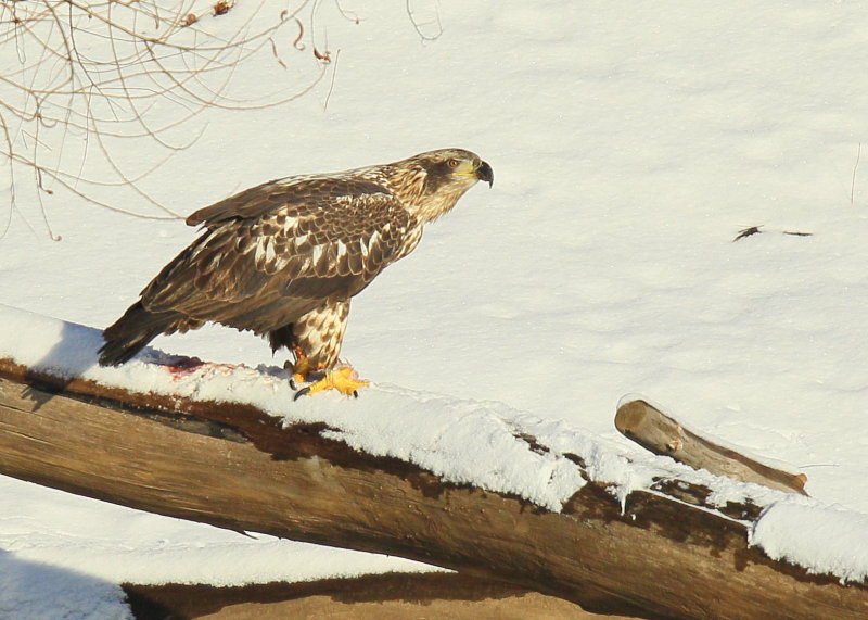 Bald Eagle, subadult