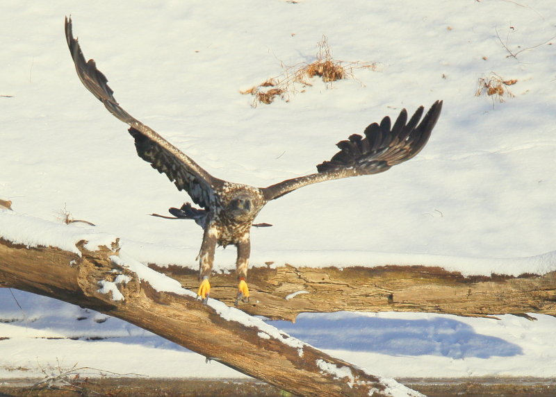 Bald Eagle, subadult; orange leg band P/7