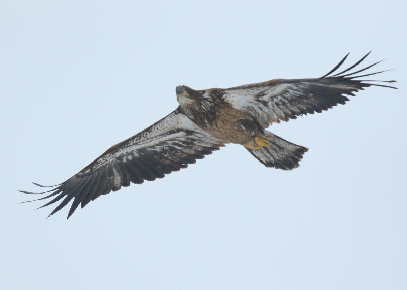 Bald Eagle, first year juvenile