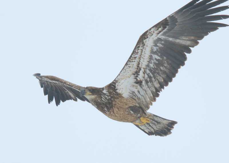 Bald Eagle, first year juvenile