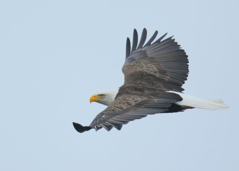 Bald Eagle, adult