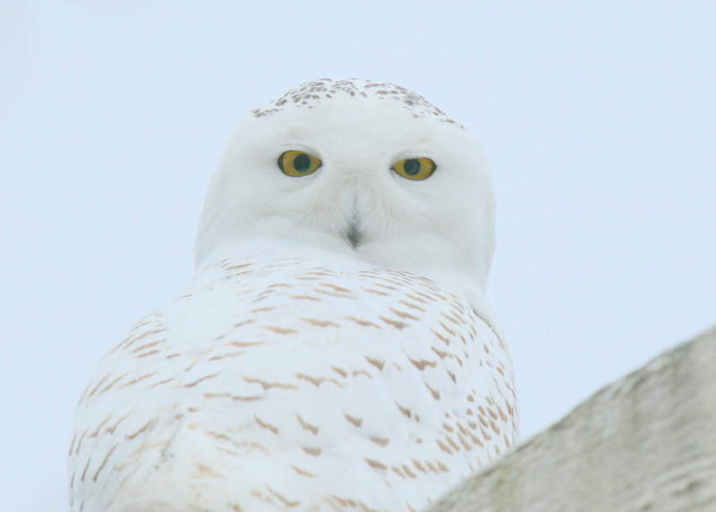 Snowy Owl