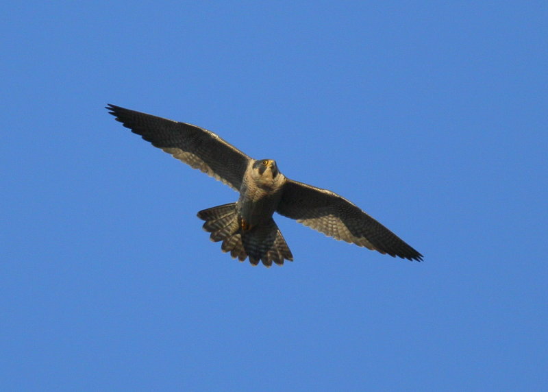 Peregrine Falcon in flight