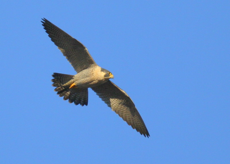 Peregrine Falcon in flight, banking turn