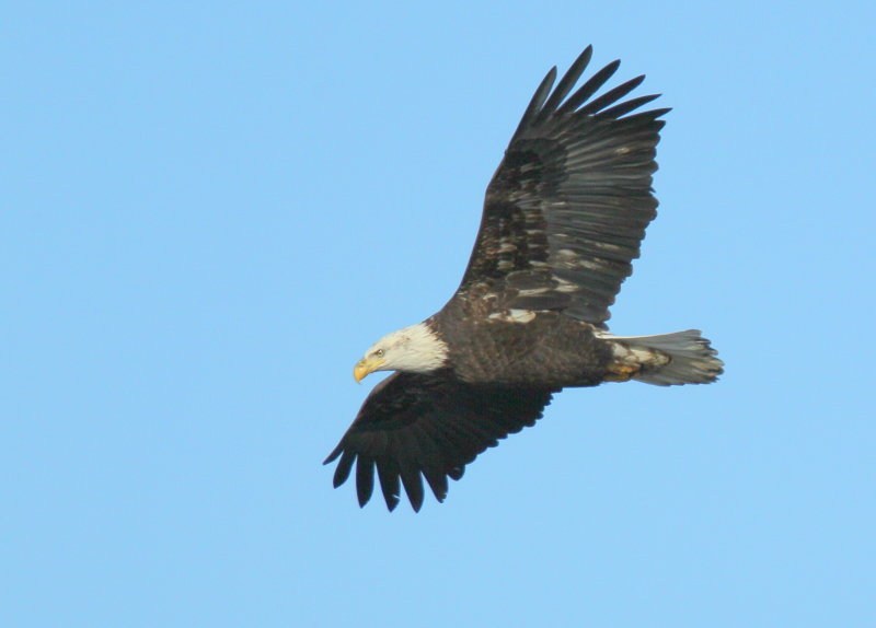 Bald Eagle, adult