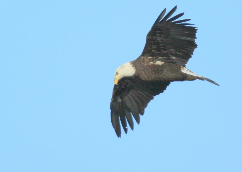 Bald Eagle, adult