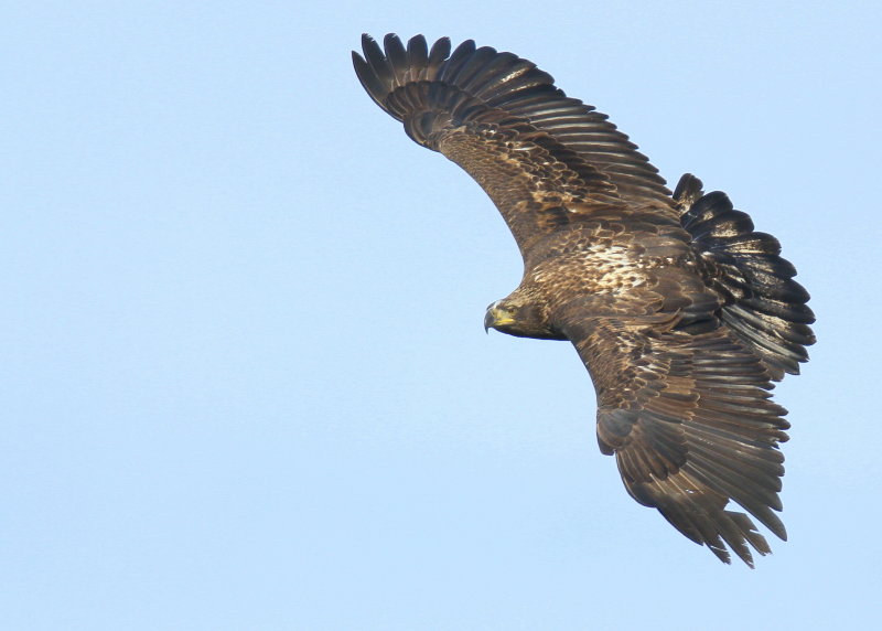 Bald Eagle, subadult