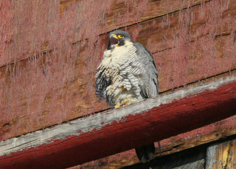 Peregrine Falcon, female on ledge calling to male