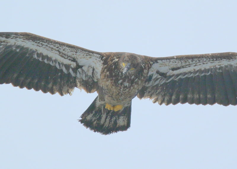 Blad Eagle, subadult