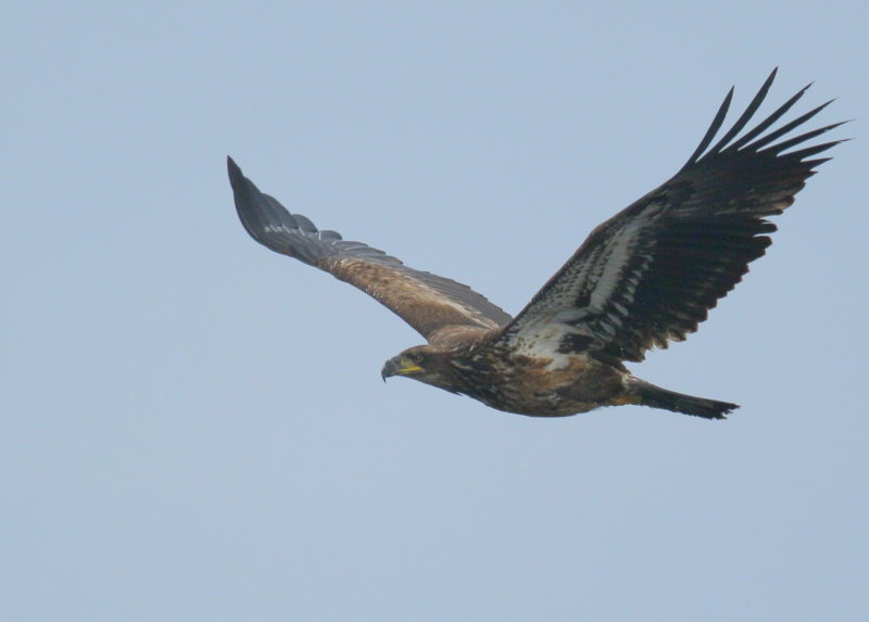 Blad Eagle, subadult