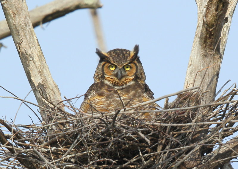 Great Horned Owl